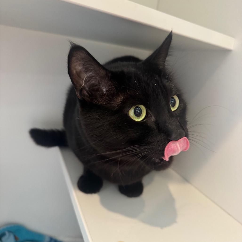 Enlarge Trickster, a Adoptable Domestic Short Hair in Buellton, CA image 1/2