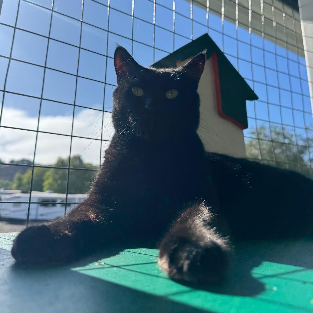 Trickster, a Adoptable Domestic Short Hair in Buellton, CA image 6/6