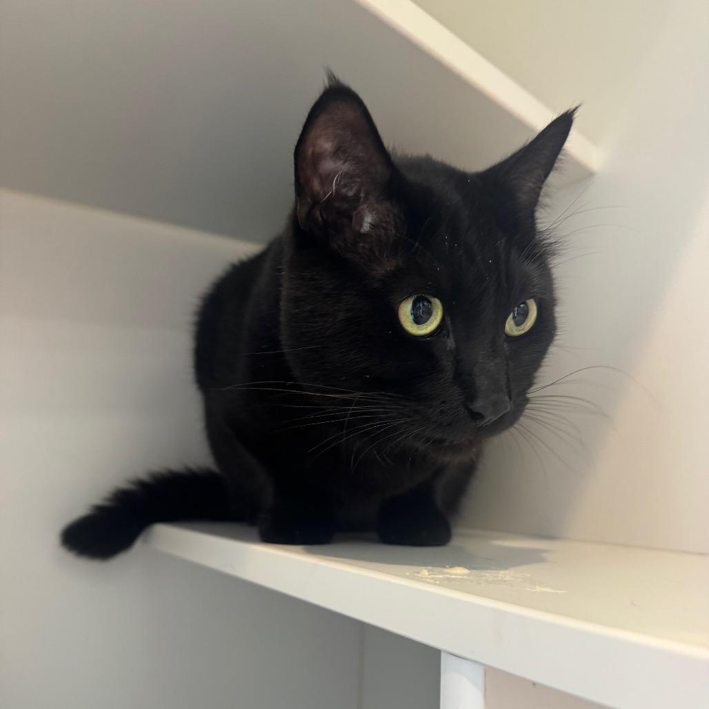 Enlarge Trickster, a Adoptable Domestic Short Hair in Buellton, CA image 2/2