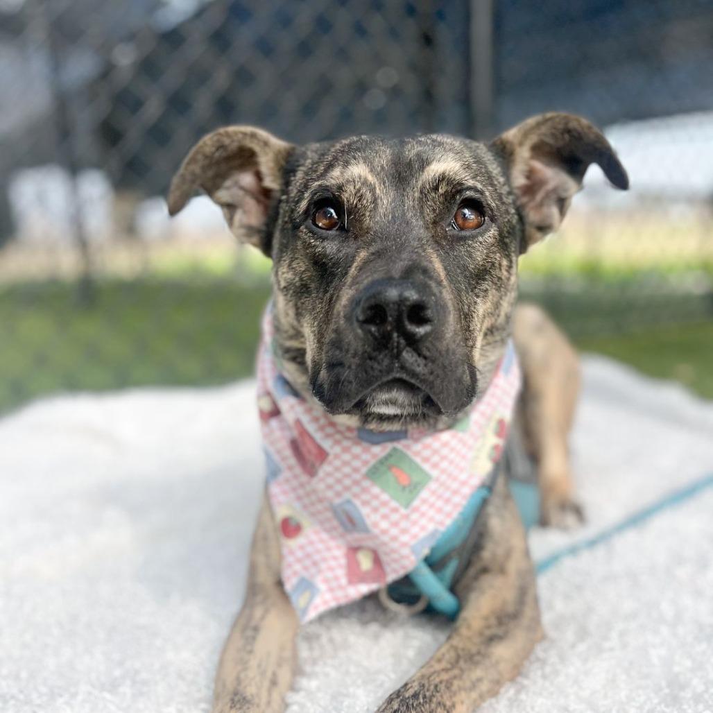 Scotty, Adoptable, Adult Male Mixed Breed.