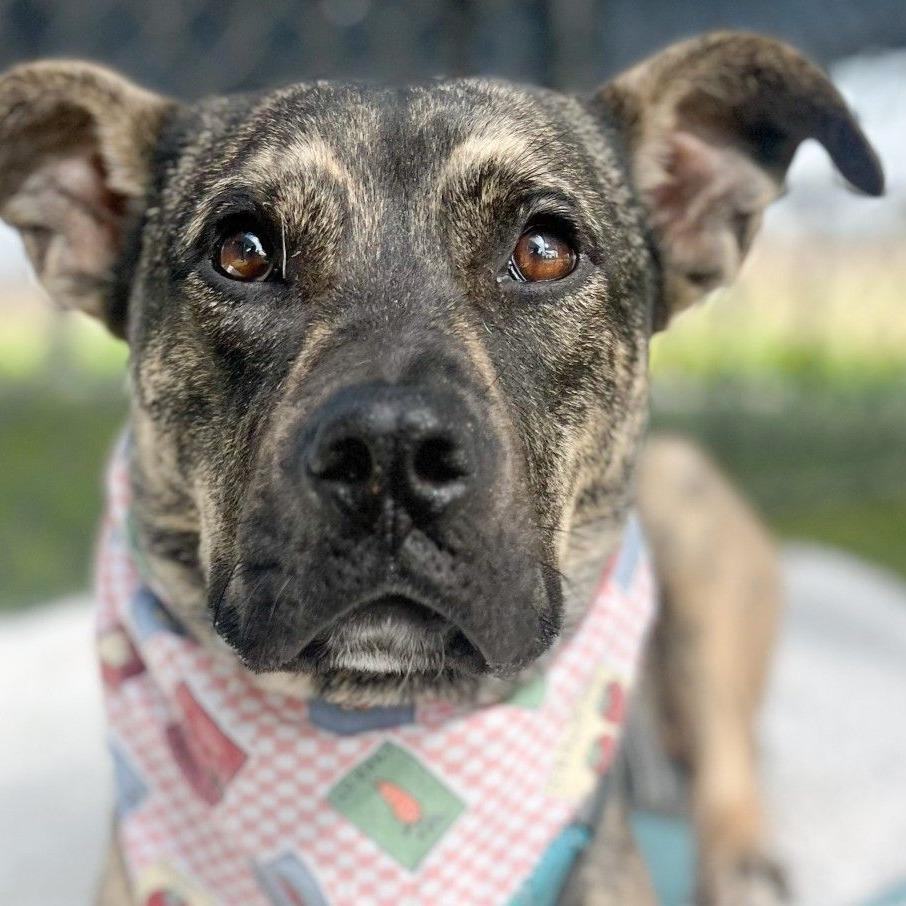 Enlarge Scotty, a Adoptable Mixed Breed in Dover, NH image 2/6