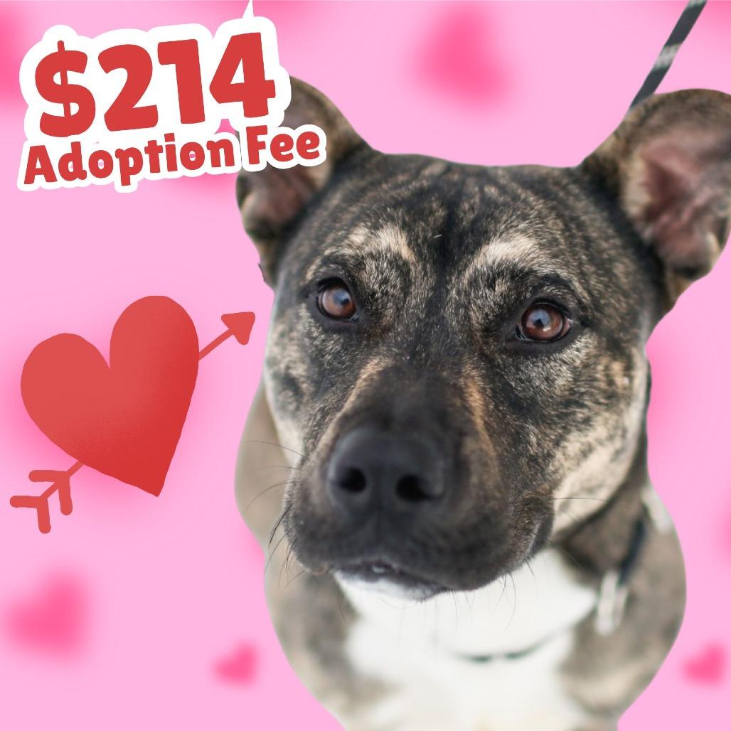 Enlarge Scotty, a Adoptable Mixed Breed in Dover, NH image 3/6