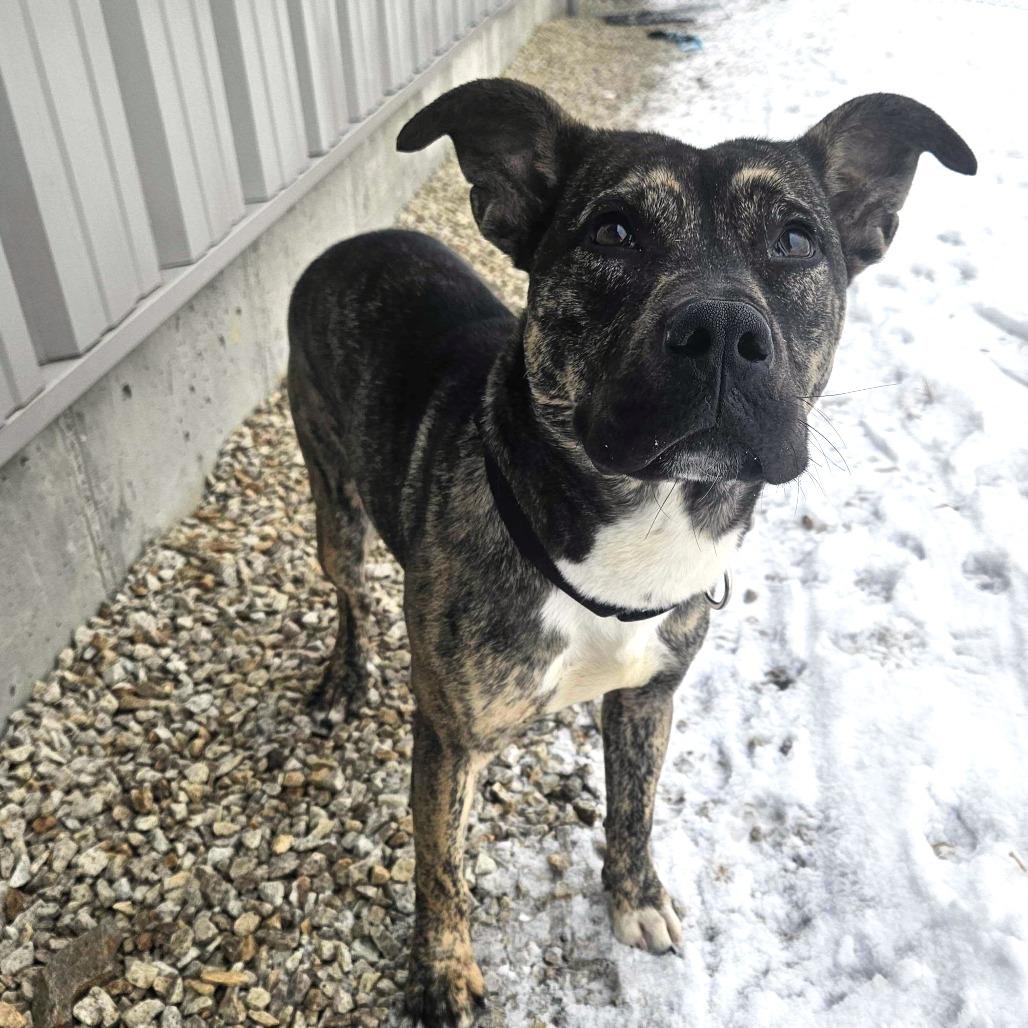 Enlarge Scotty, a Adoptable Mixed Breed in Dover, NH image 5/6