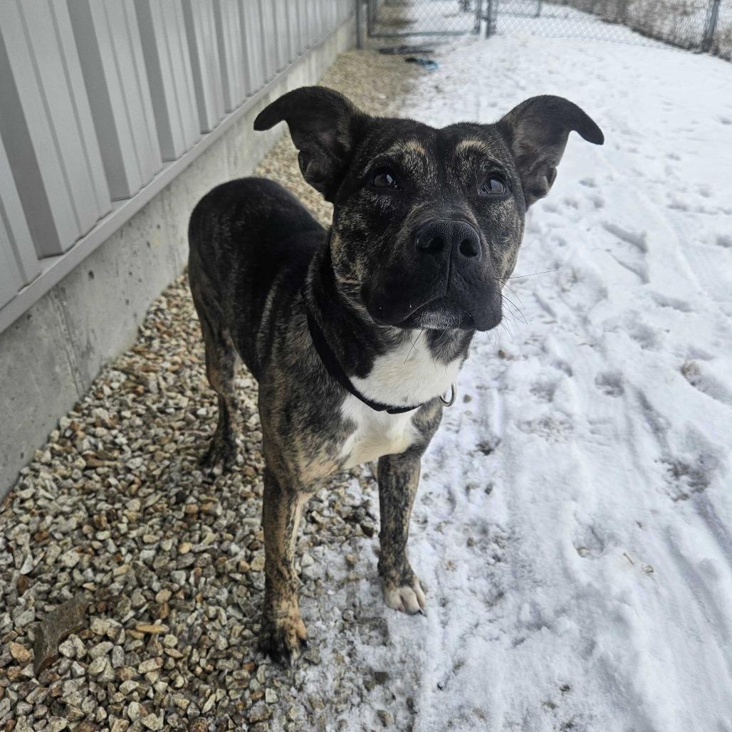 Enlarge Scotty, a Adoptable Mixed Breed in Dover, NH image 6/6