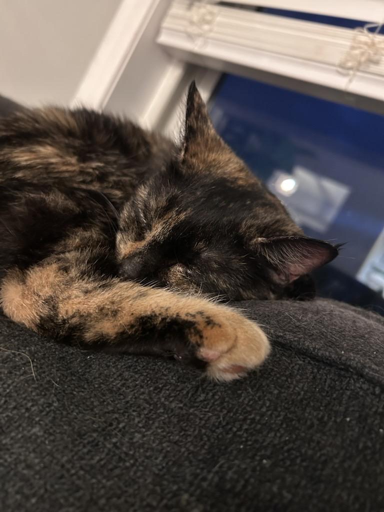 Enlarge Minnie, an adopted Domestic Short Hair in Chaska, MN image 2/5