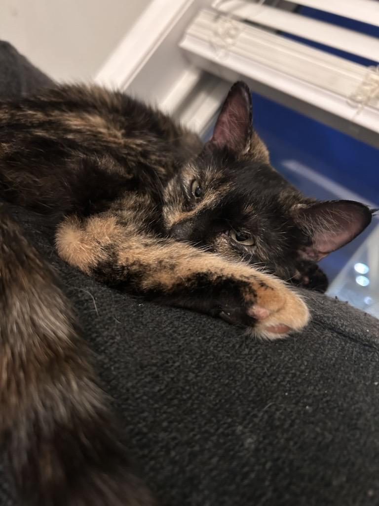 Enlarge Minnie, an adopted Domestic Short Hair in Chaska, MN image 5/5