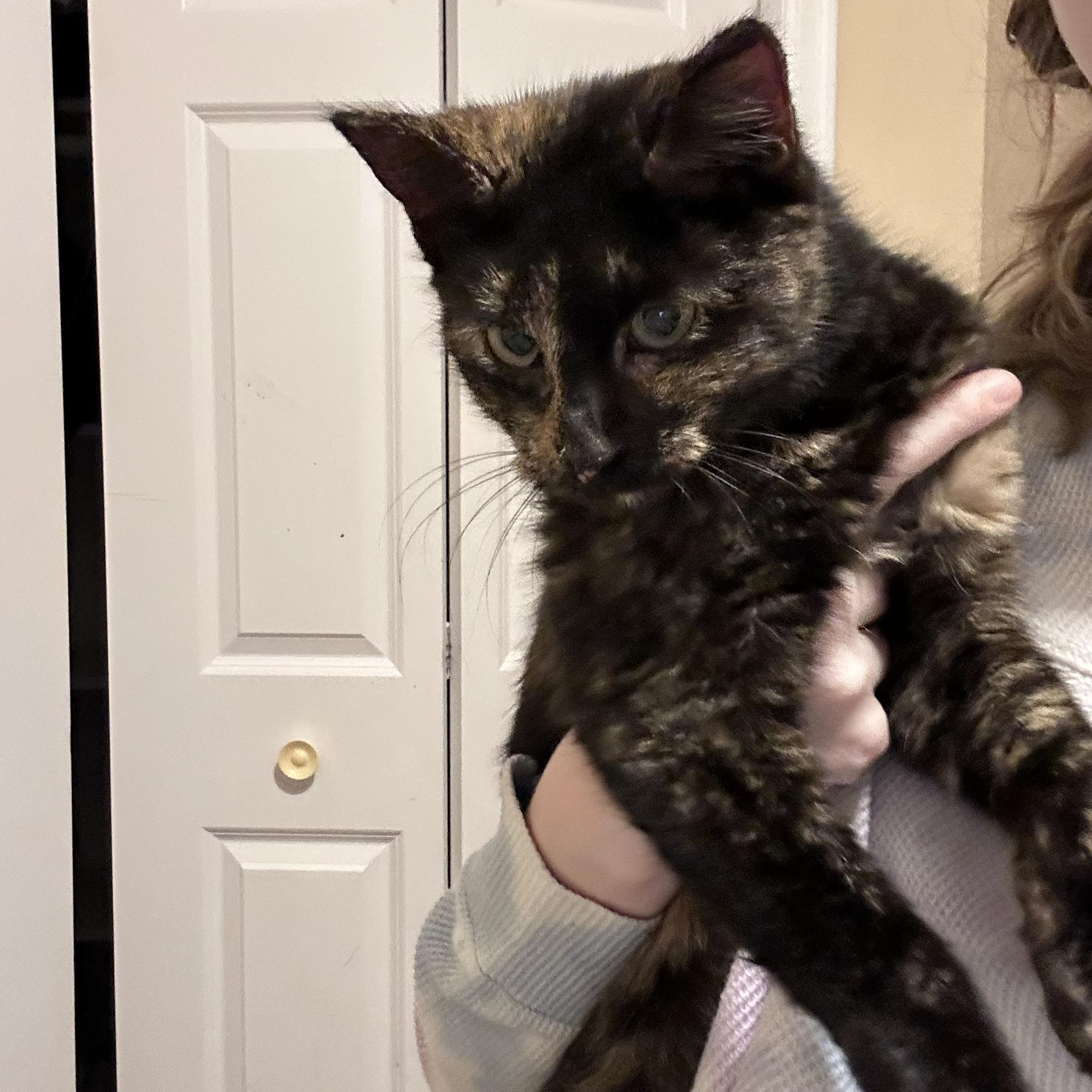 Enlarge Minnie, an adopted Domestic Short Hair in Chaska, MN image 3/5