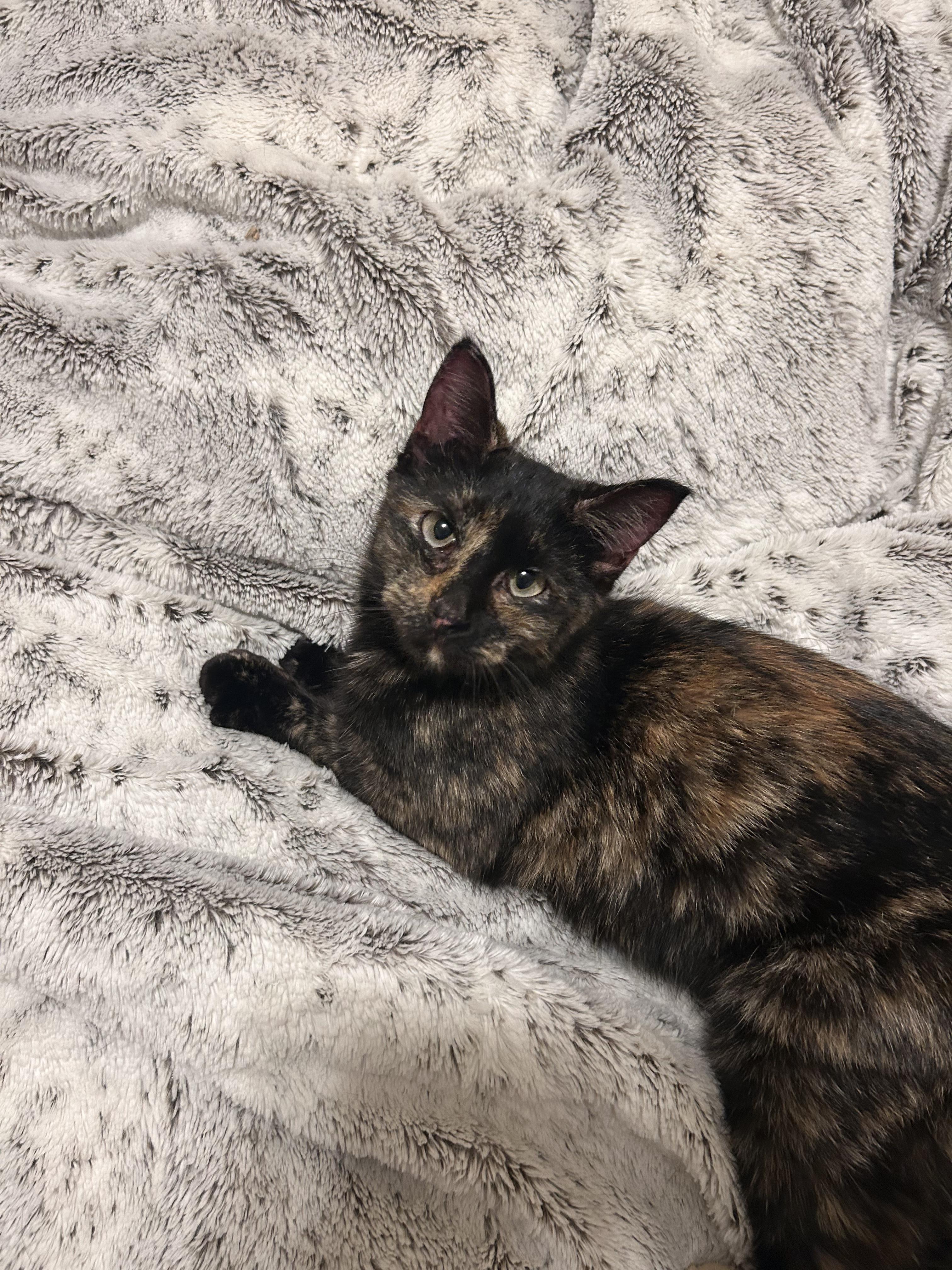 Minnie, adopted, Kitten Female Domestic Short Hair.