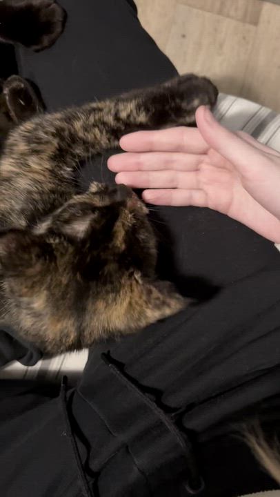 Enlarge Minnie, an adopted Domestic Short Hair in Chaska, MN video 4/5