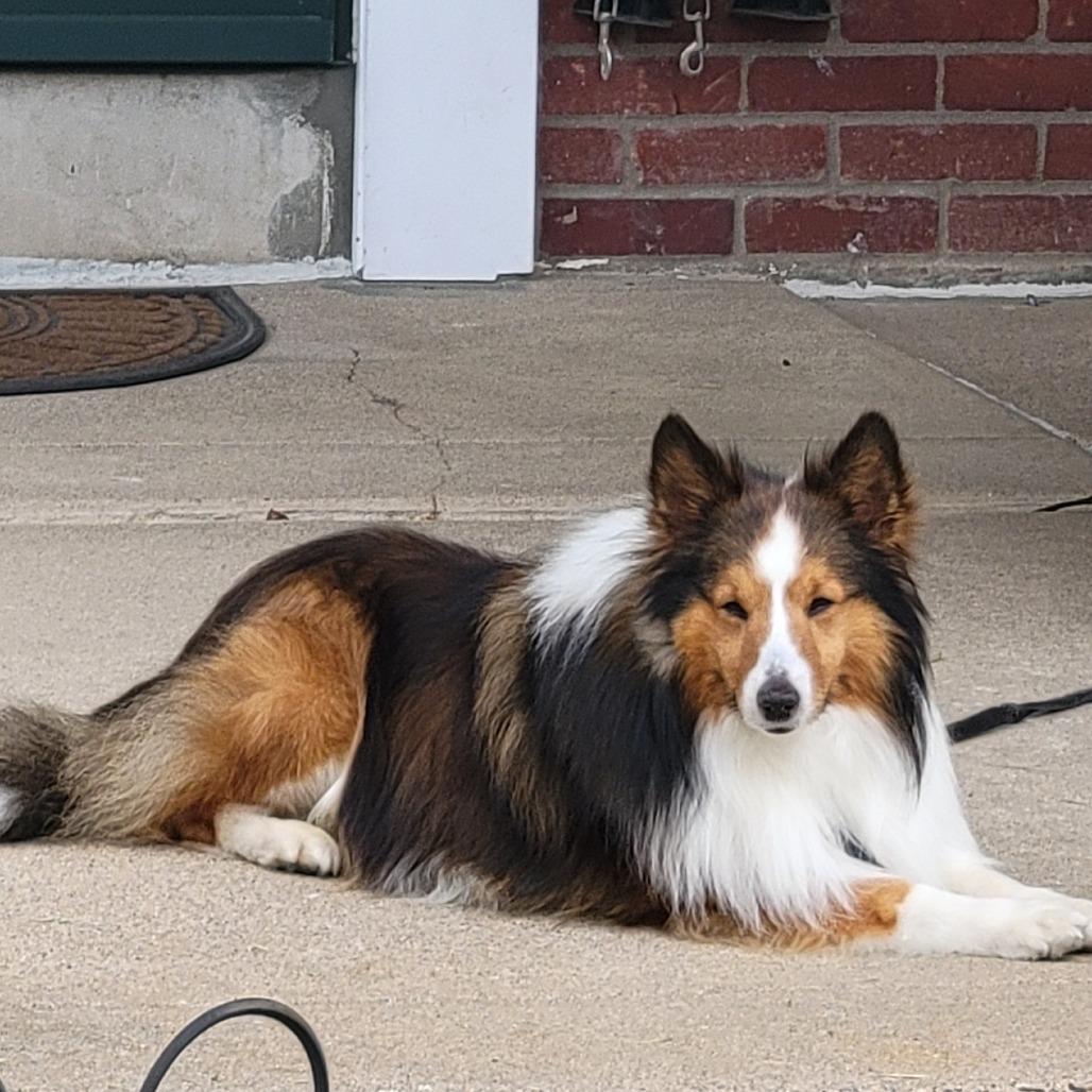 Firethorn (Charlie), a Adoptable Shetland Sheepdog / Sheltie in Sinking Spring, PA image 1/3