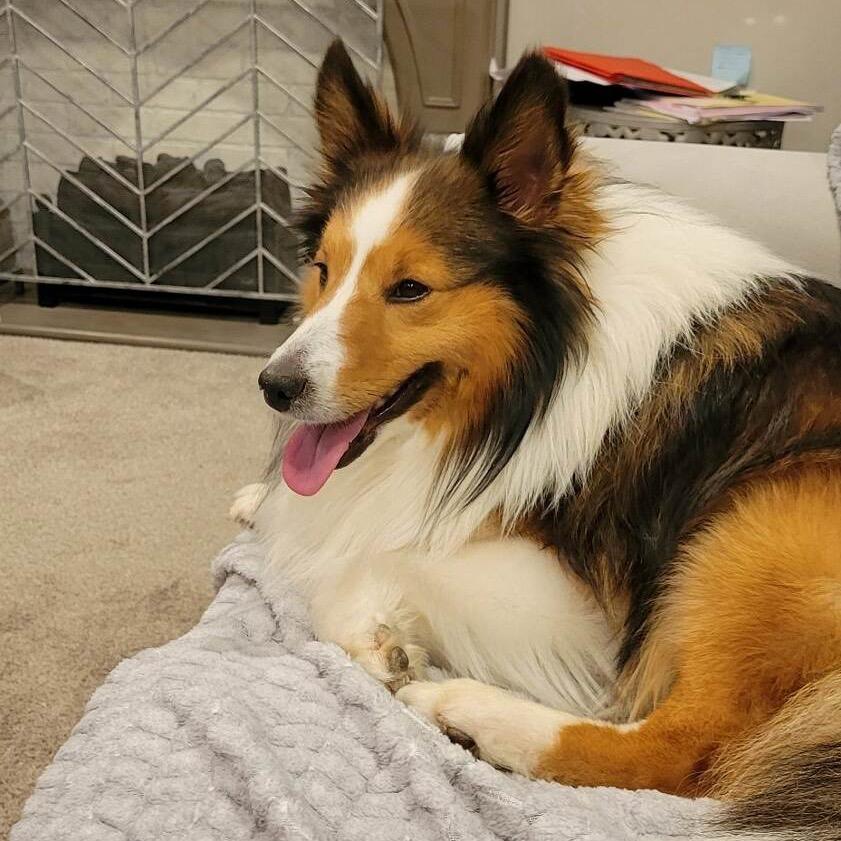 Firethorn (Charlie), a Adoptable Shetland Sheepdog / Sheltie in Sinking Spring, PA image 2/3