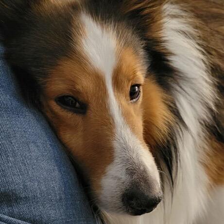 Firethorn (Charlie), a Adoptable Shetland Sheepdog / Sheltie in Sinking Spring, PA image 3/3