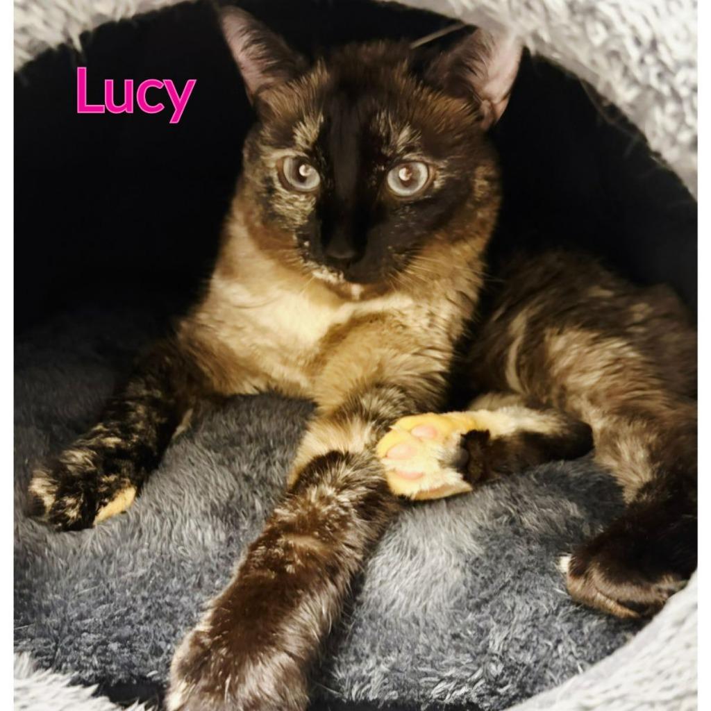 Lucy, Adoptable, Adult Female Domestic Short Hair.