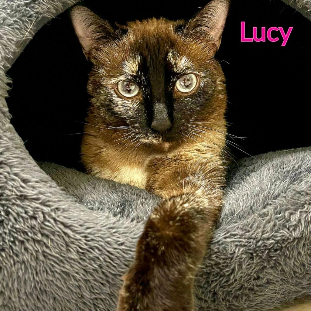 Lucy, a Adoptable mixed breed in North Saint Paul, MN image 2/3
