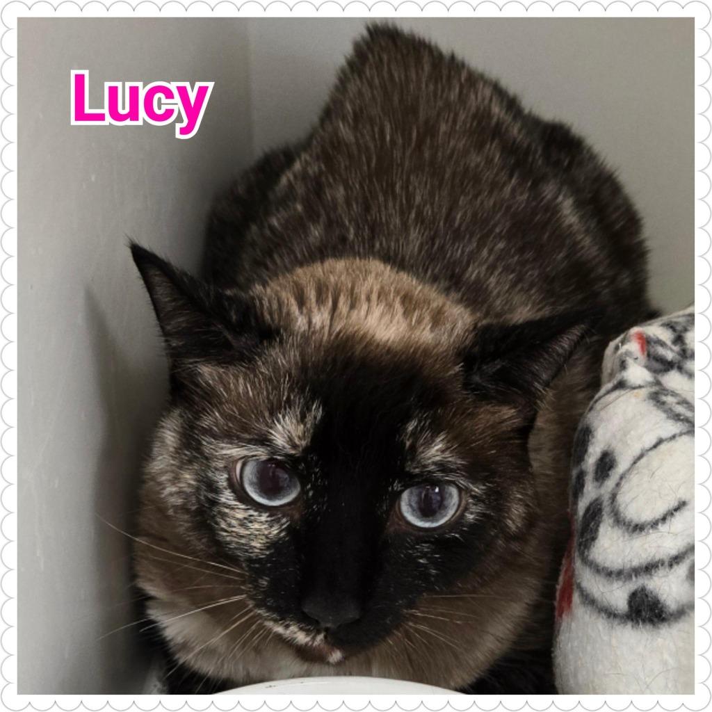 Lucy, a Adoptable mixed breed in North Saint Paul, MN image 3/3