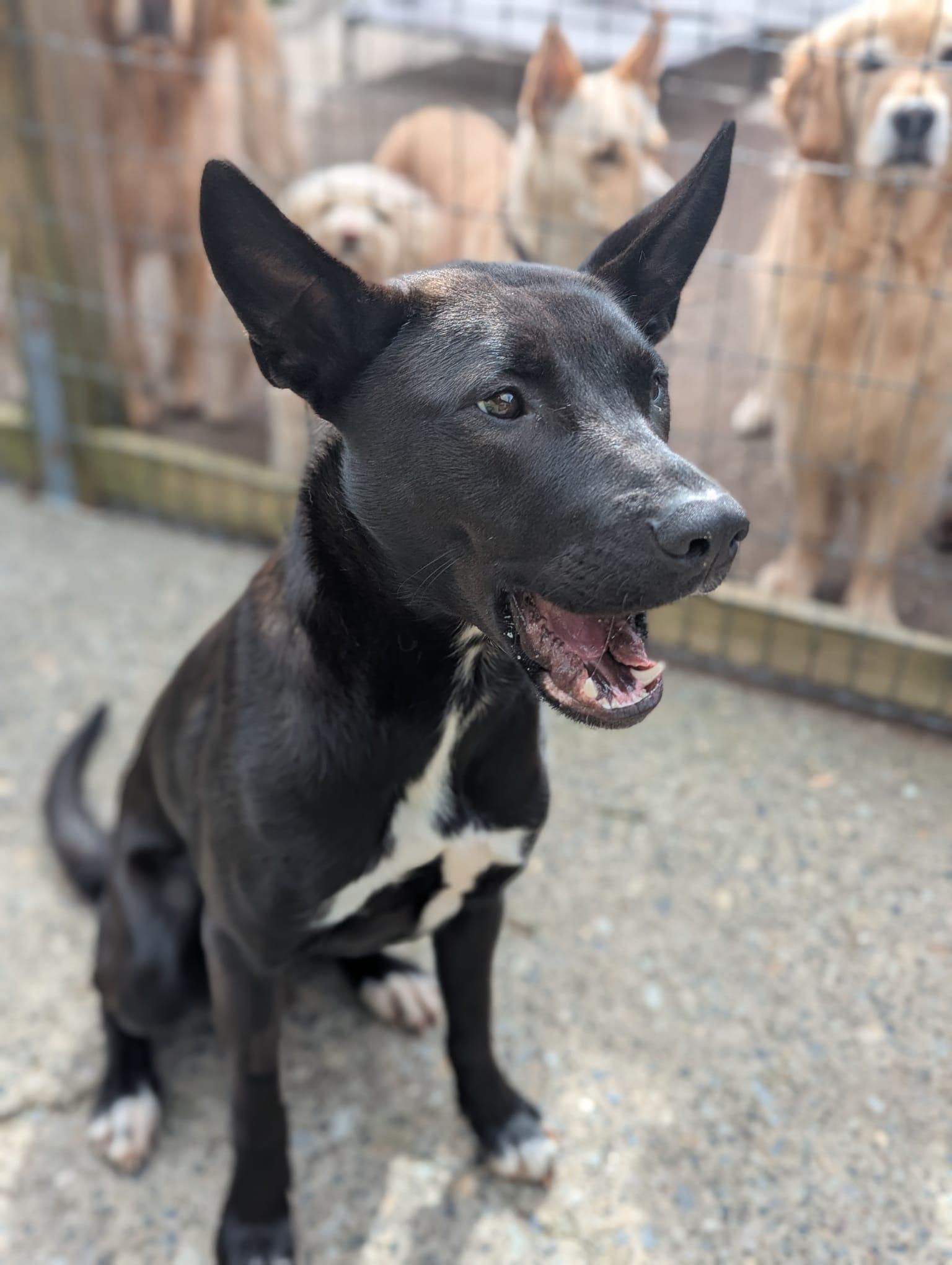 Enlarge Juniper, a Adoptable mixed breed in Victoria, BC image 4/4