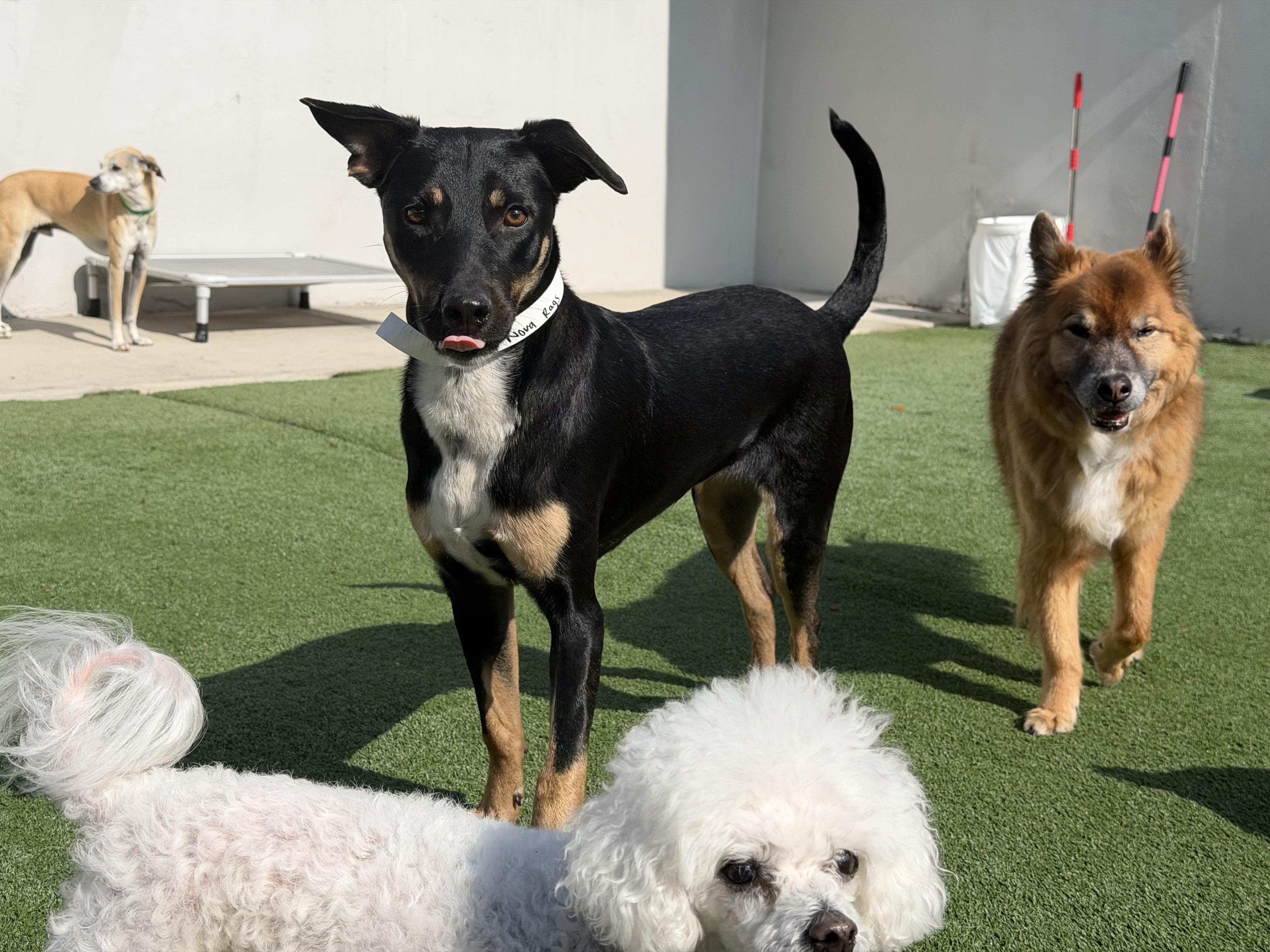 Enlarge Barb, a ADOPTABLE Australian Kelpie in Tampa, FL image 4/6