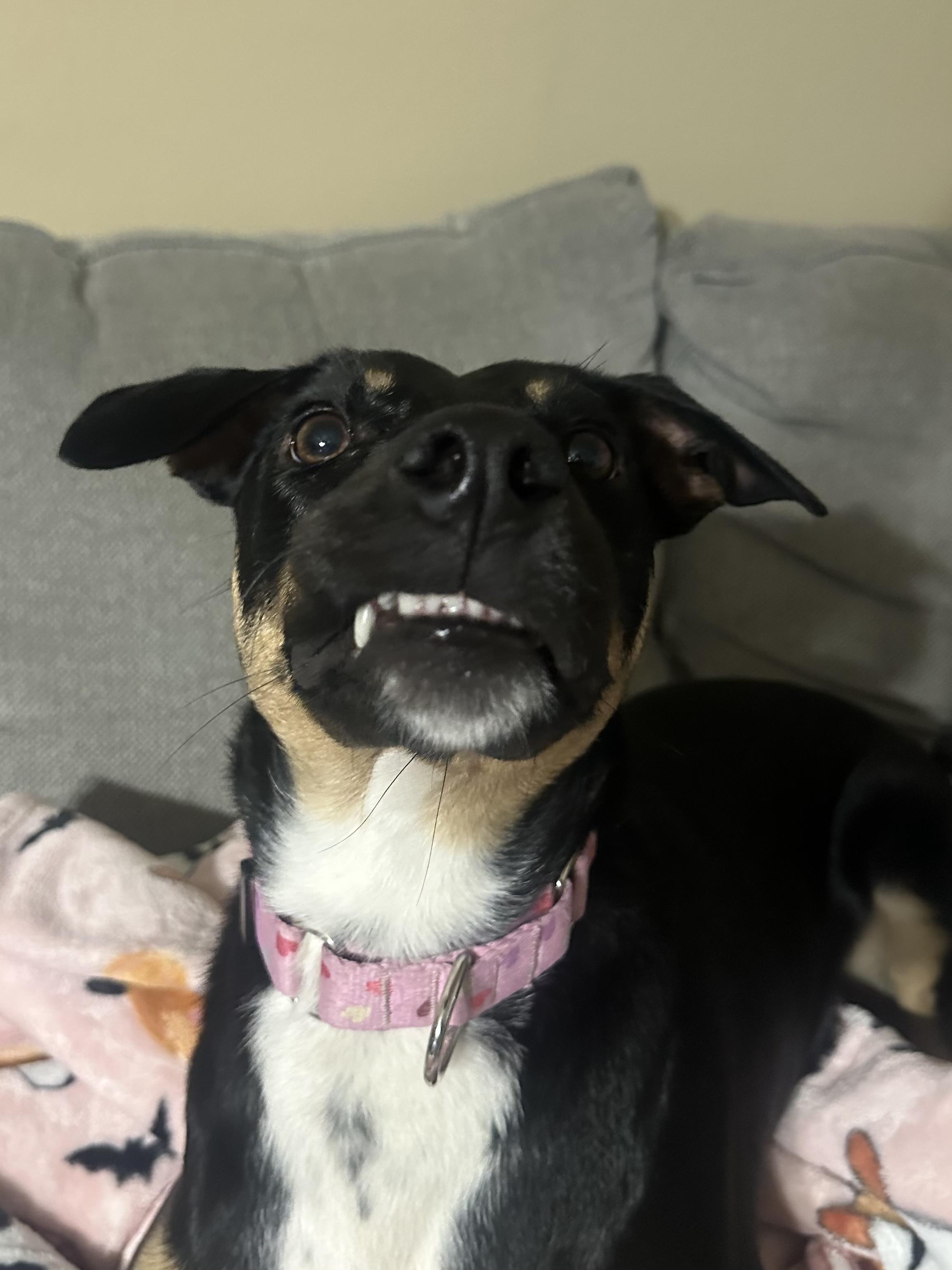 Barb, ADOPTABLE, Young Female Australian Kelpie.