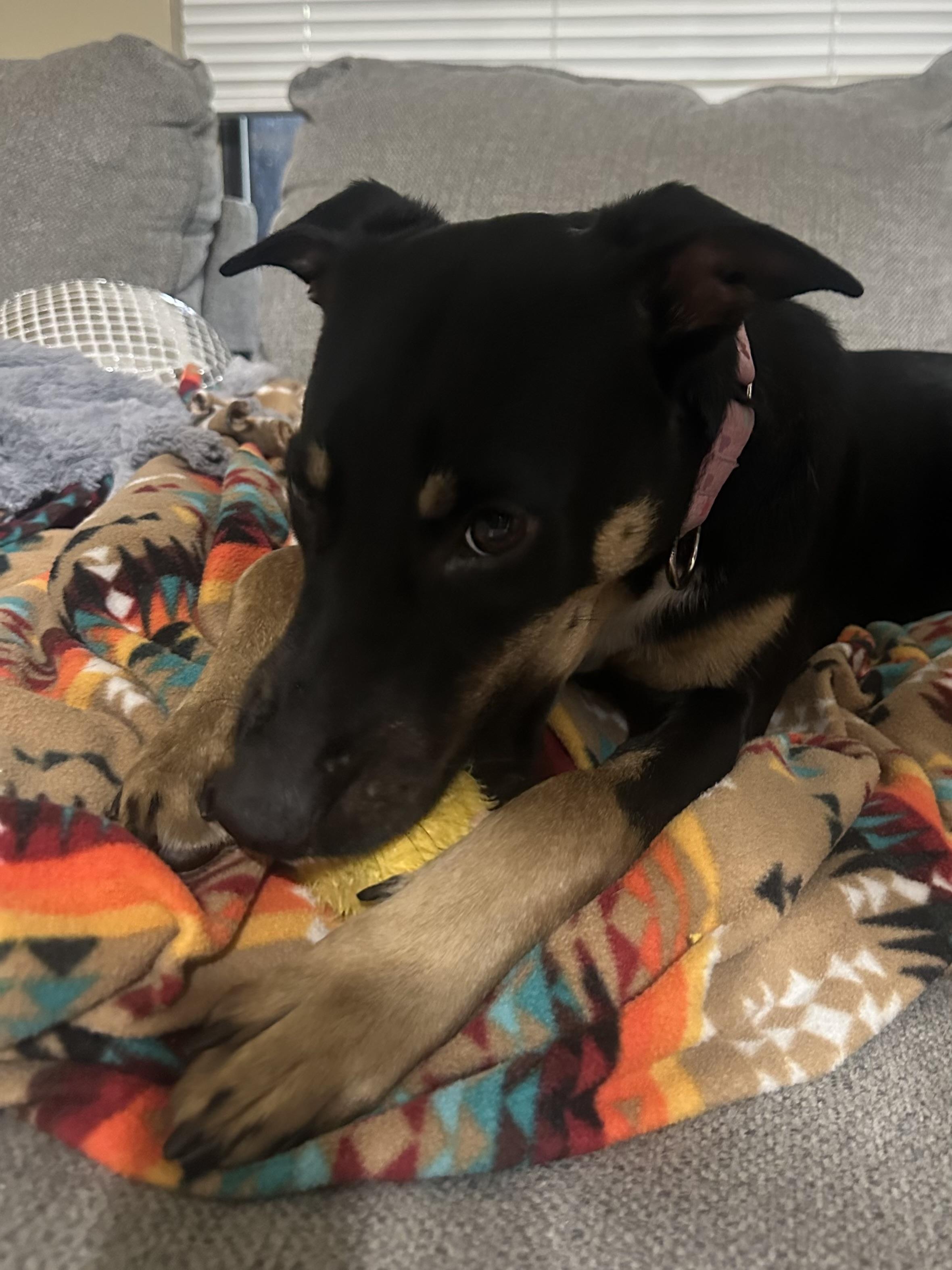 Enlarge Barb, a ADOPTABLE Australian Kelpie in Tampa, FL image 6/6