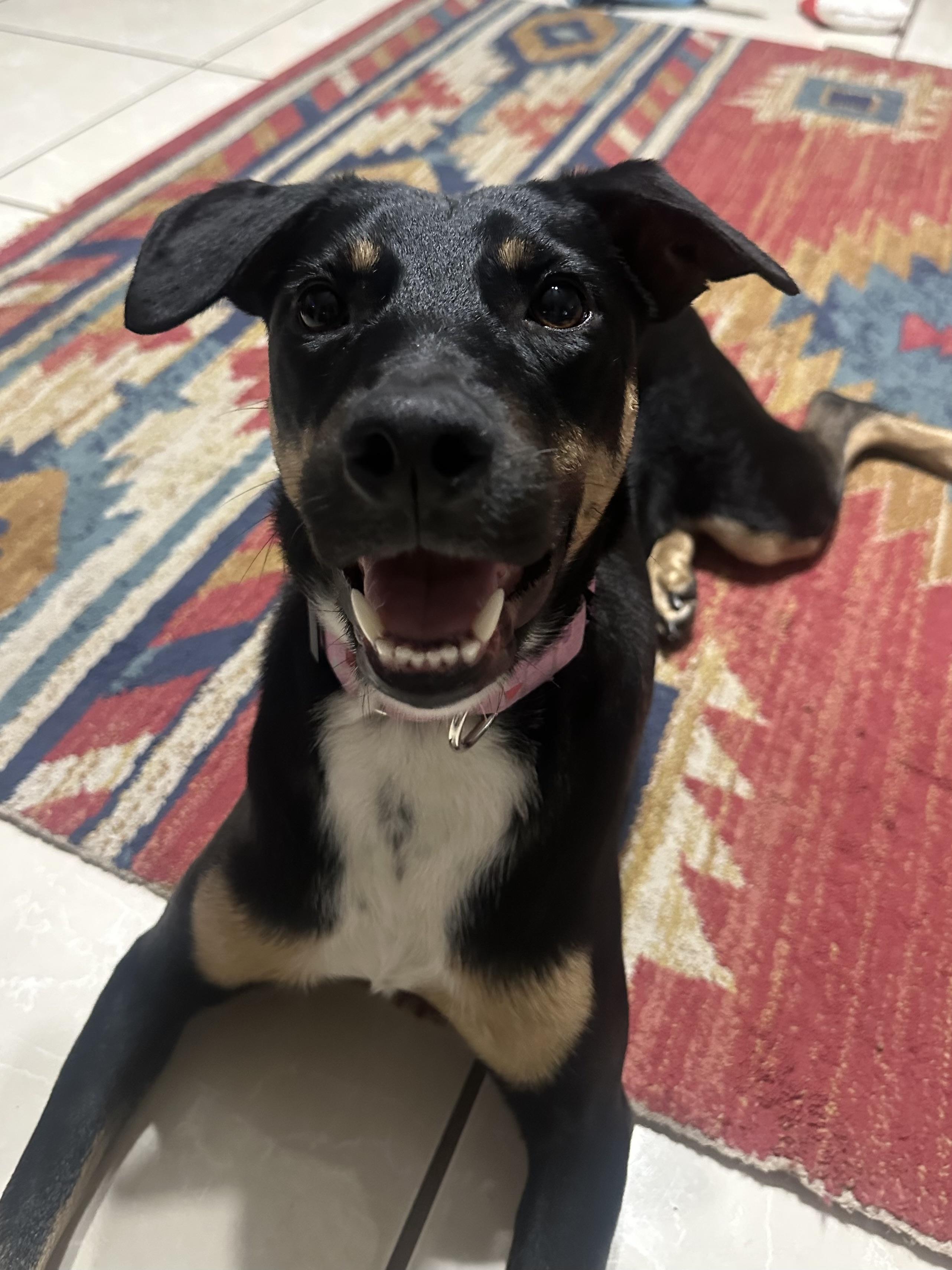 Enlarge Barb, a ADOPTABLE Australian Kelpie in Tampa, FL image 5/6