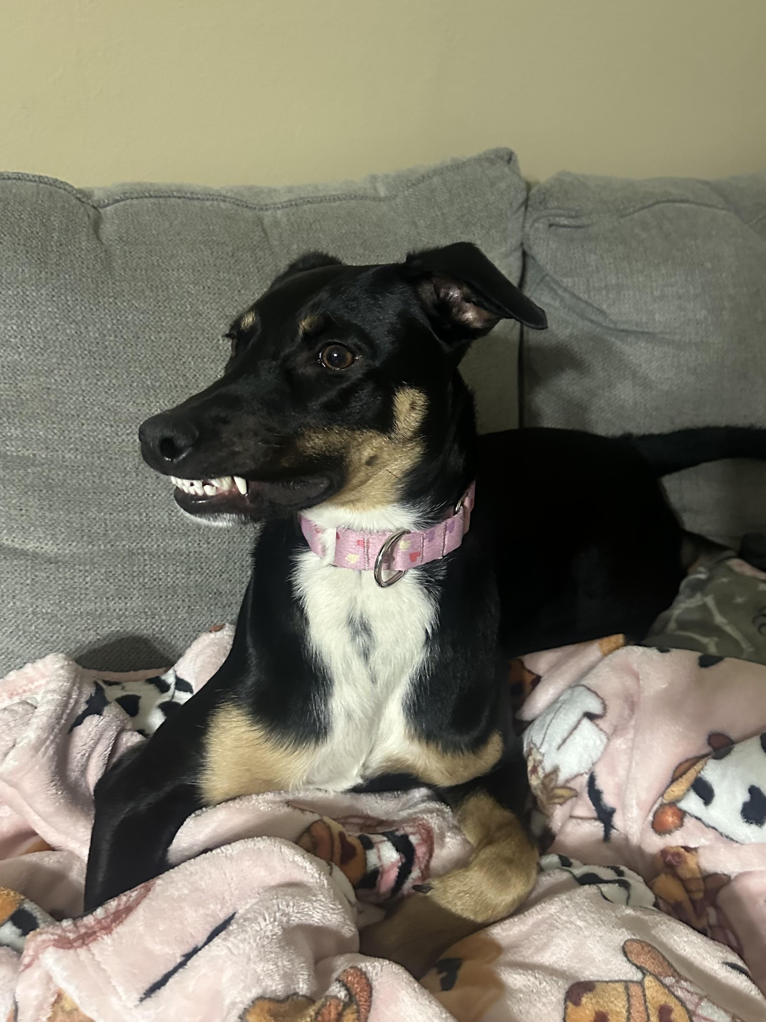 Enlarge Barb, a ADOPTABLE Australian Kelpie in Tampa, FL image 3/6