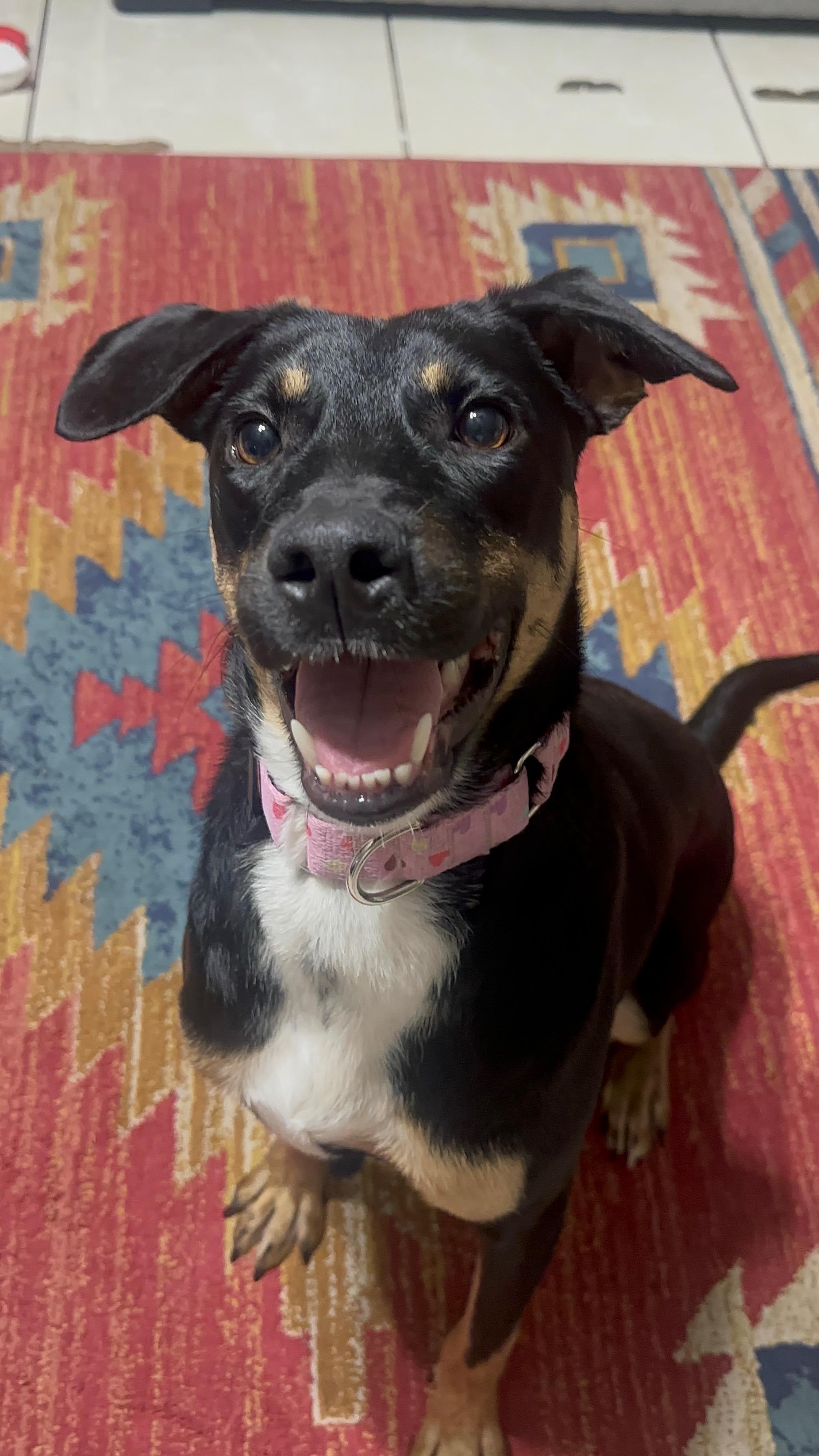 Enlarge Barb, a ADOPTABLE Australian Kelpie in Tampa, FL image 2/6