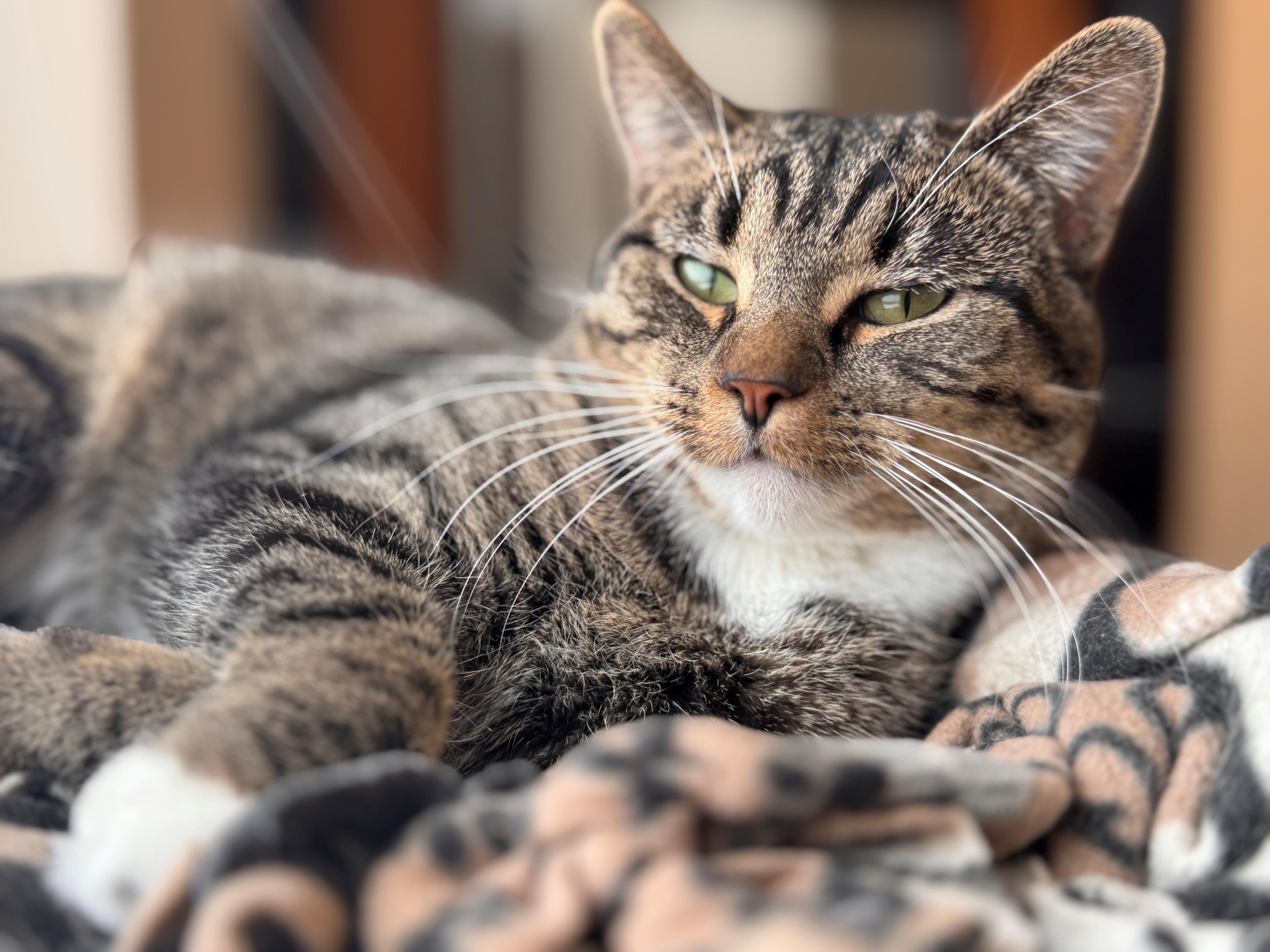 Pickles, a Adoptable mixed breed in Hackensack, MN image 2/4