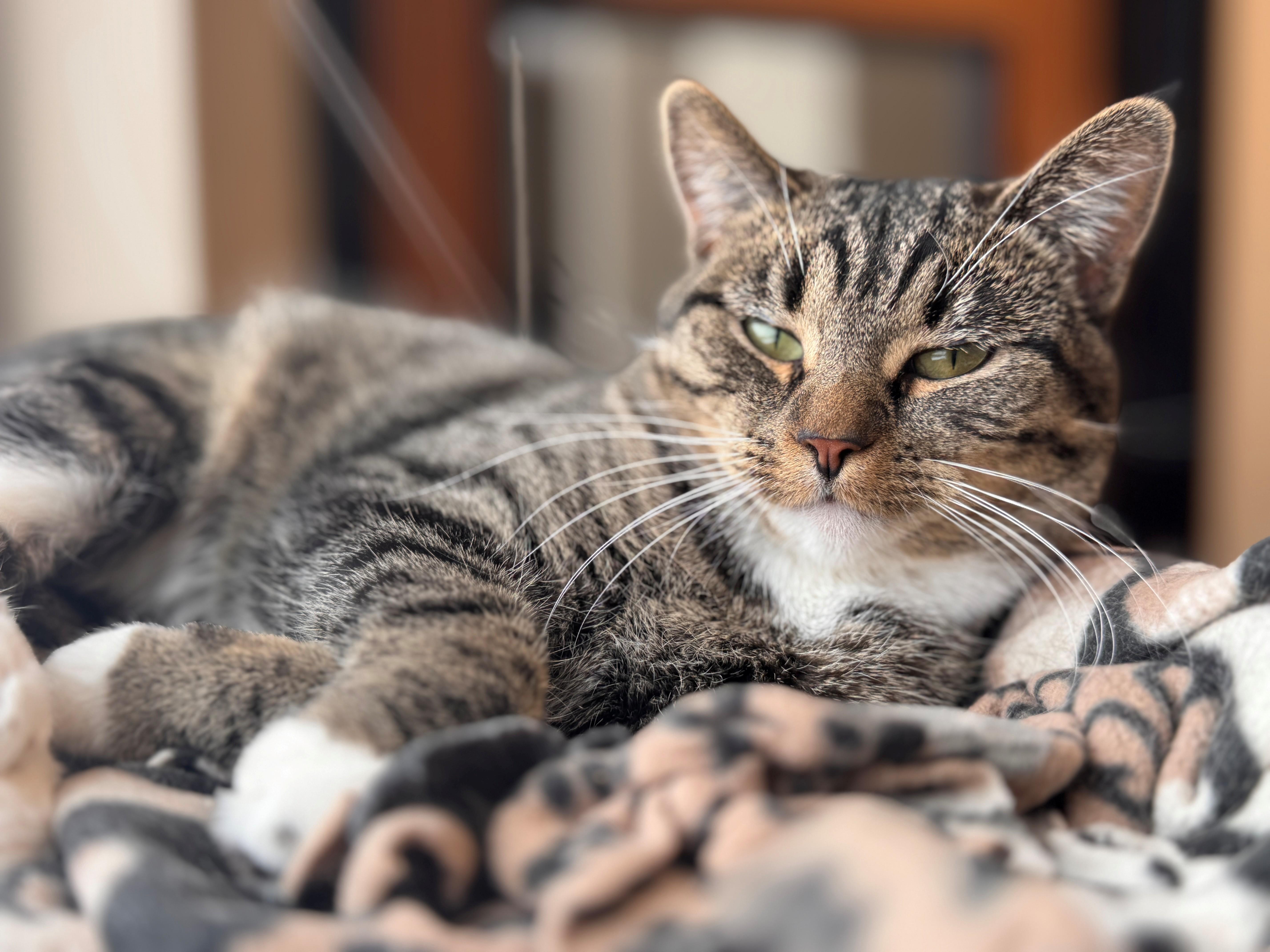 Pickles, a Adoptable mixed breed in Hackensack, MN image 3/4