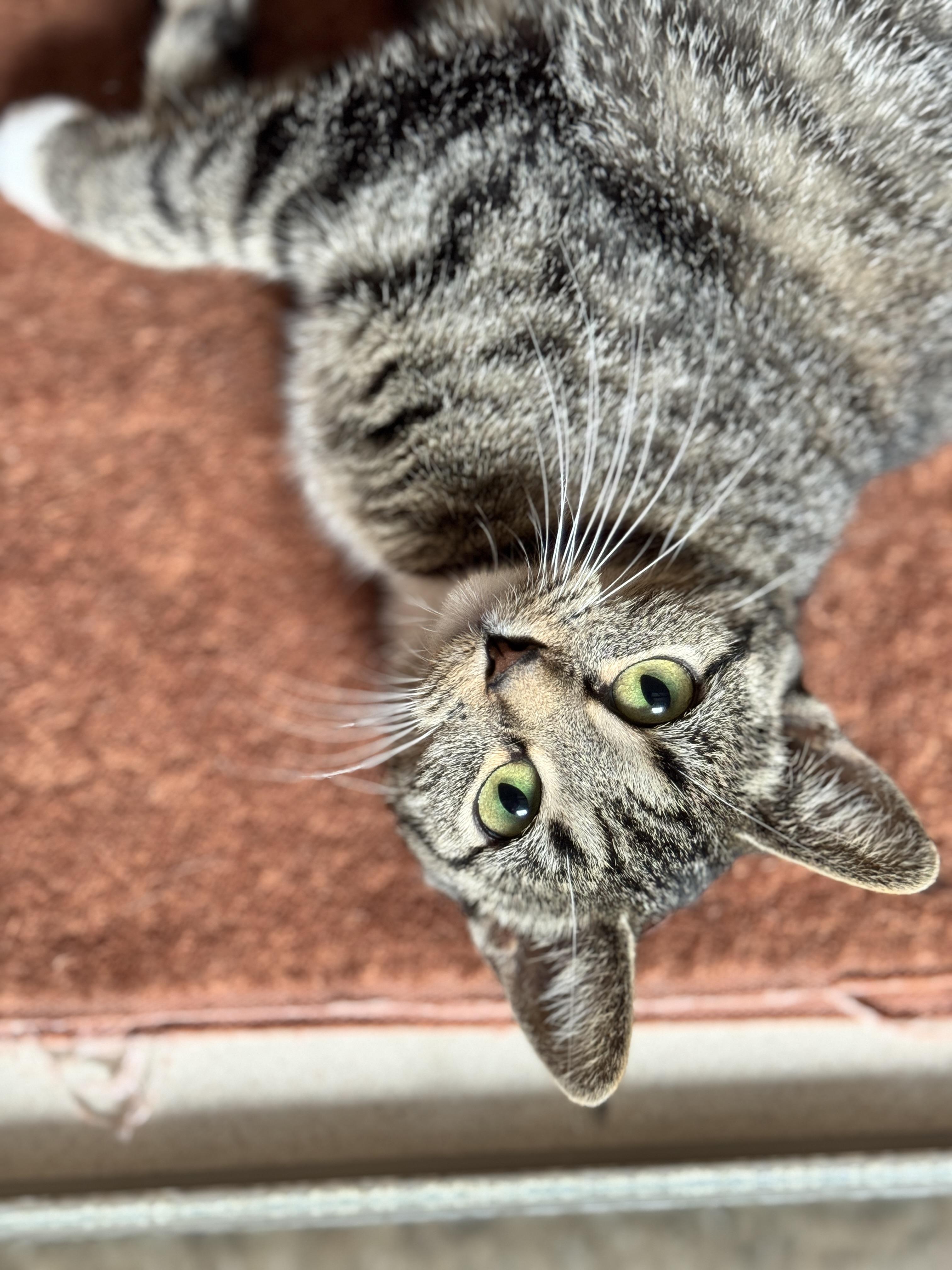 Pickles, an adoptable Domestic Short Hair in Hackensack, MN, 56452 | Photo Image 1