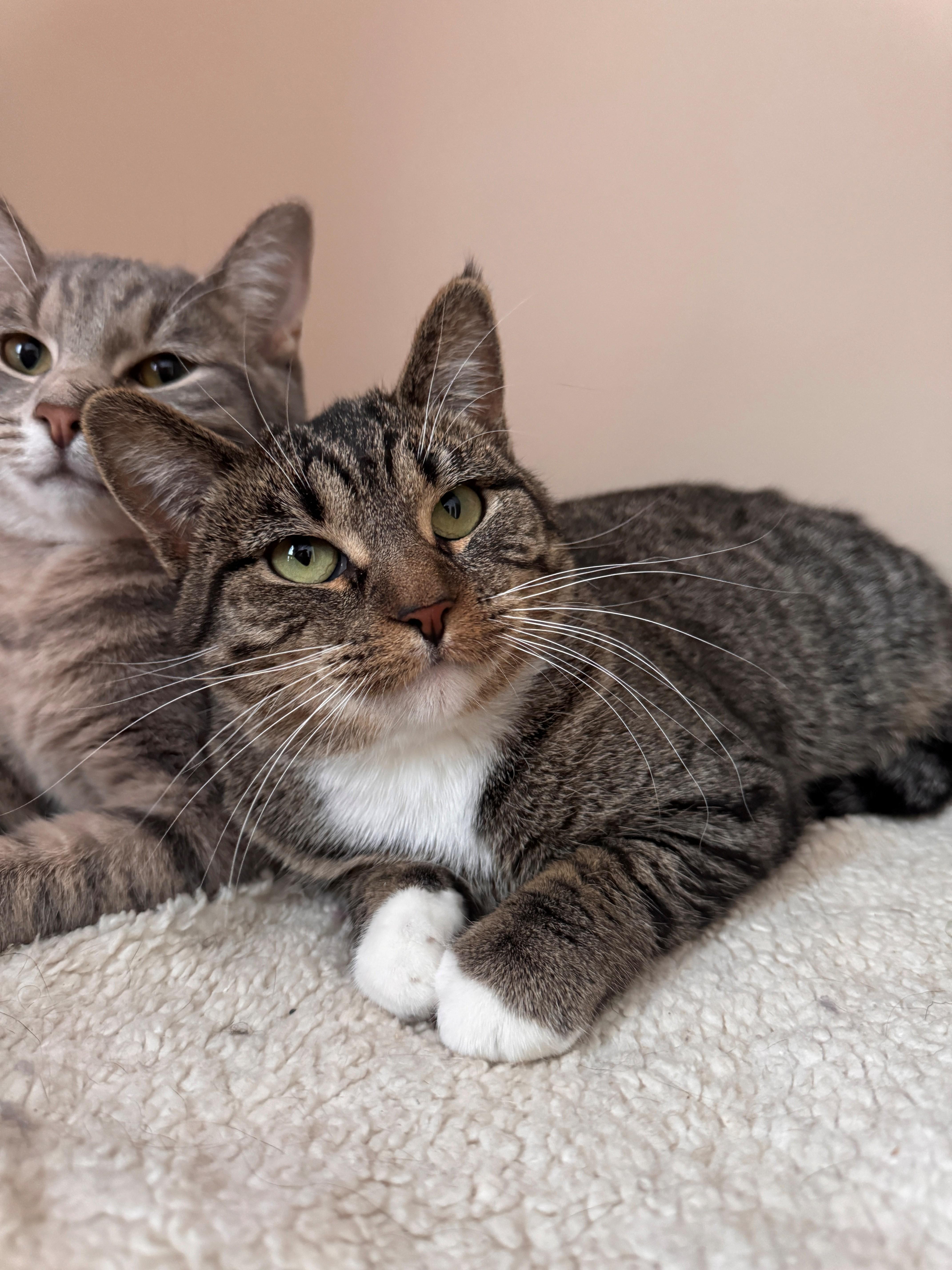 Pickles, a Adoptable mixed breed in Hackensack, MN image 1/4