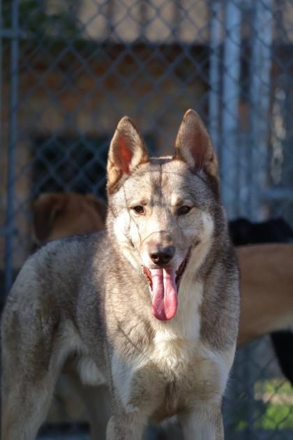 Nanook, a Adoptable mixed breed in Irving, TX image 1/2