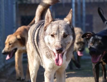 Nanook, a Adoptable mixed breed in Irving, TX image 2/2