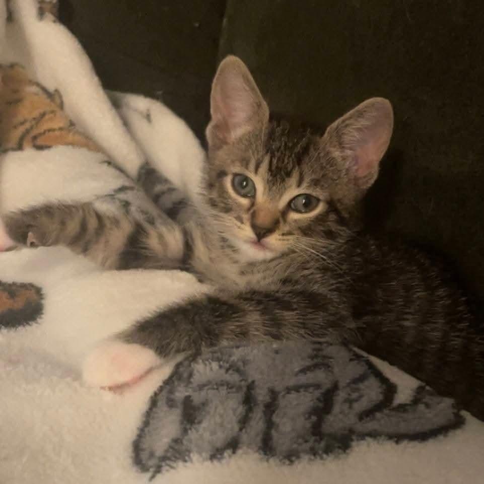 Enlarge Clover, a Adoptable Domestic Short Hair in Buford, GA image 2/3