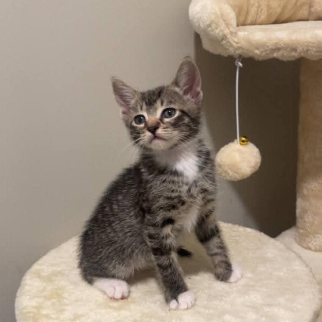 Clover, Adoptable, Kitten Female Domestic Short Hair.
