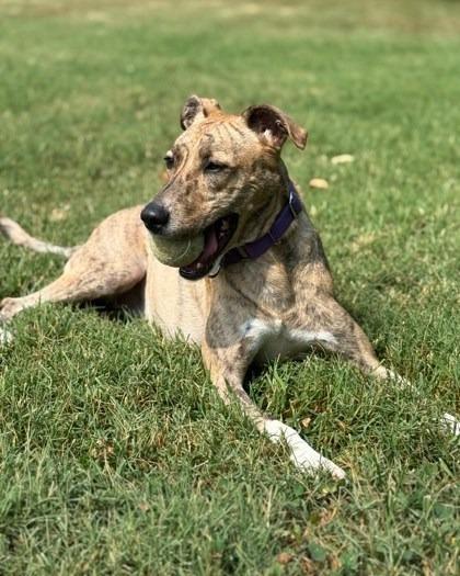 Cricket, Adoptable, Adult Female Whippet & Yellow Labrador Retriever.