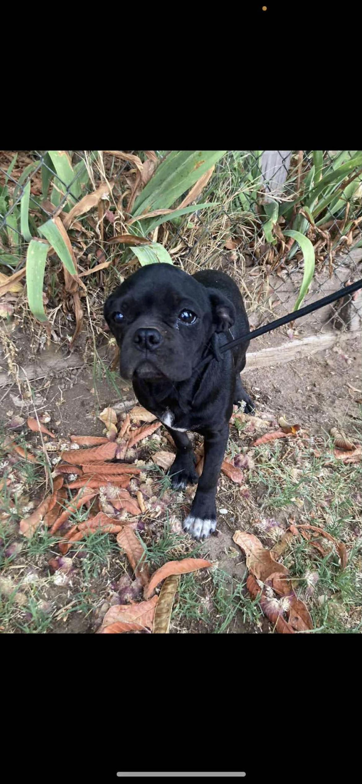 Enlarge Chugg Muffin, a Adoptable mixed breed in Hamden, CT image 4/6