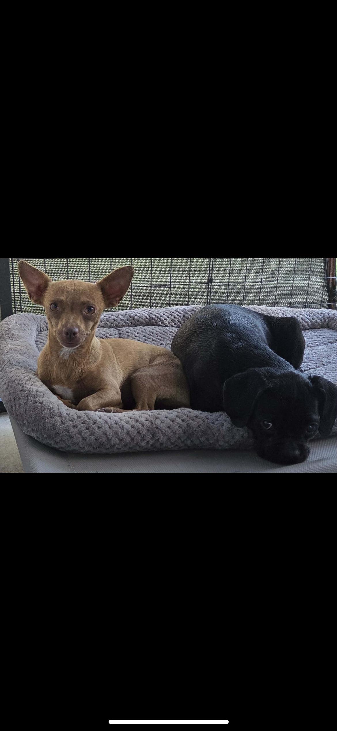 Enlarge Chugg Muffin, a Adoptable mixed breed in Hamden, CT image 3/6
