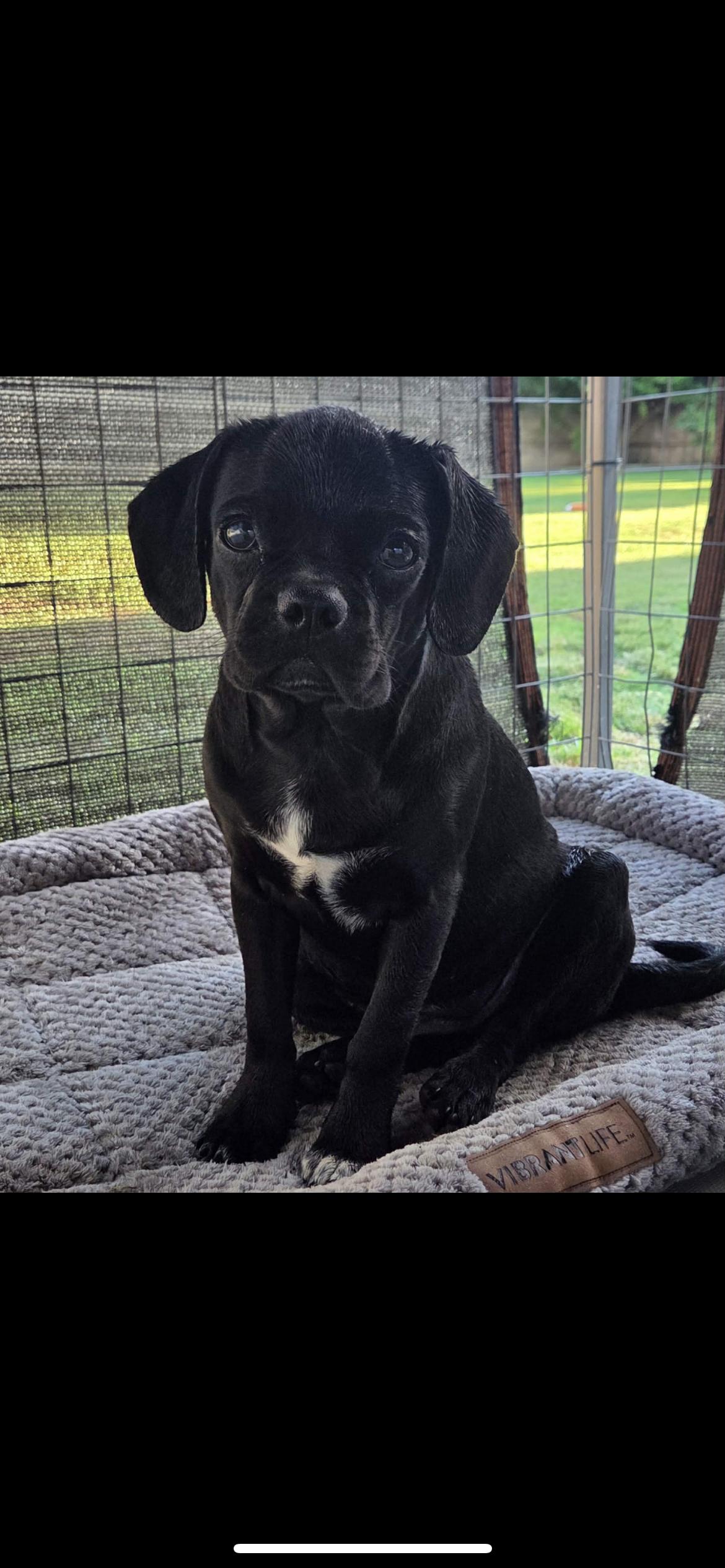 Enlarge Chugg Muffin, a Adoptable mixed breed in Hamden, CT image 6/6