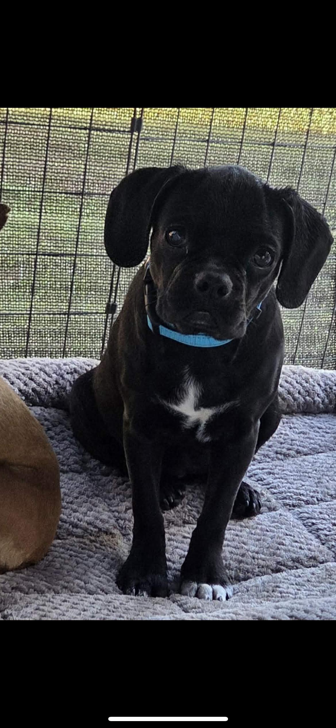 Enlarge Chugg Muffin, a Adoptable mixed breed in Hamden, CT image 5/6