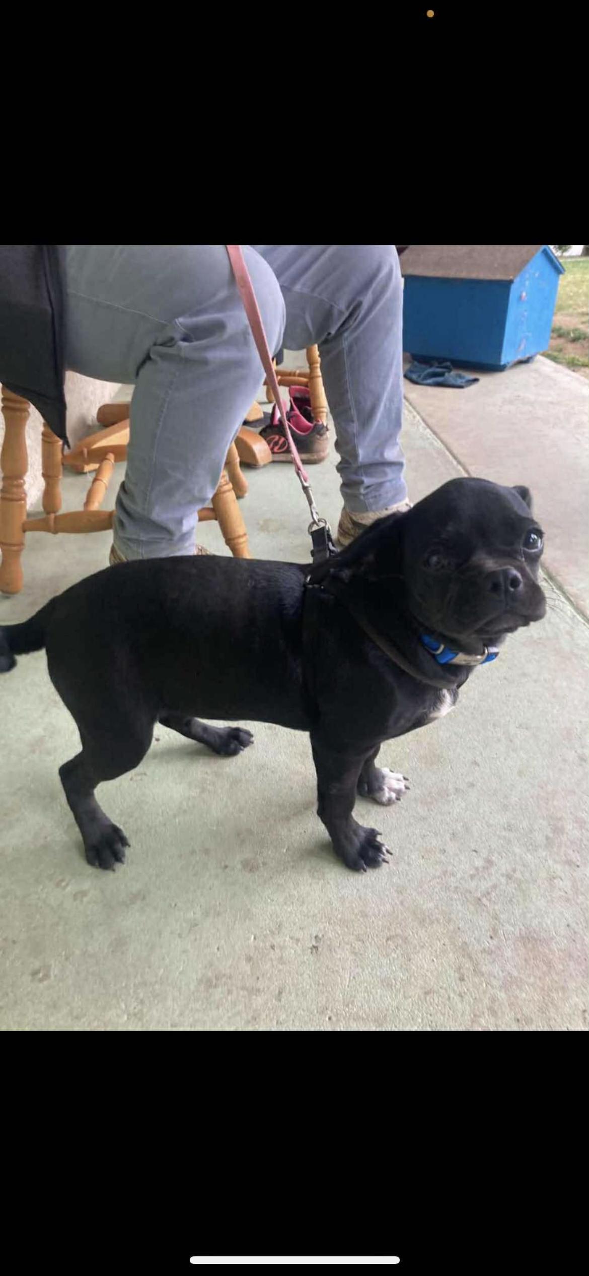 Enlarge Chugg Muffin, a Adoptable mixed breed in Hamden, CT image 2/6