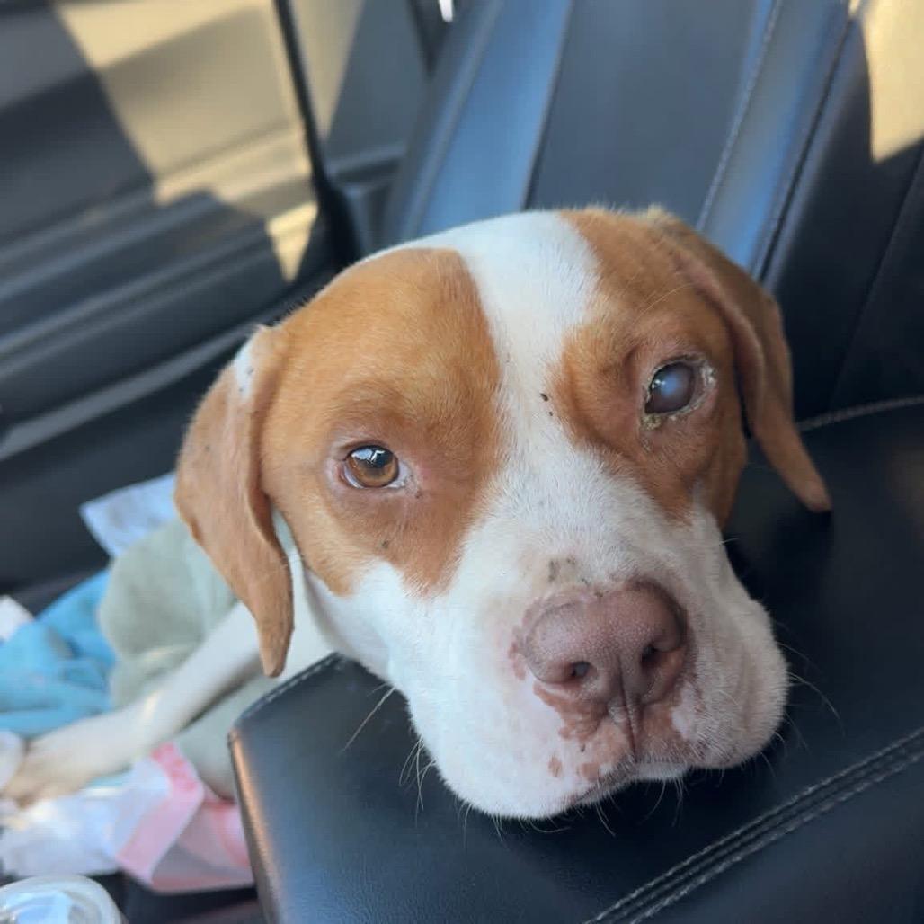 Enlarge Carl 5199, a Adoptable Mixed Breed in Hamilton, GA image 1/6