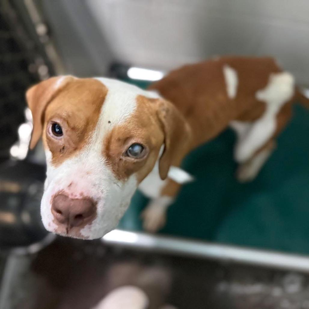 Enlarge Carl 5199, a Adoptable Mixed Breed in Hamilton, GA image 3/6