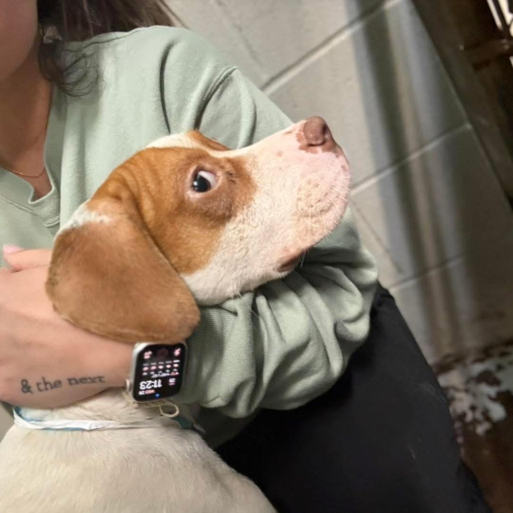 Enlarge Carl 5199, a Adoptable Mixed Breed in Hamilton, GA image 4/6