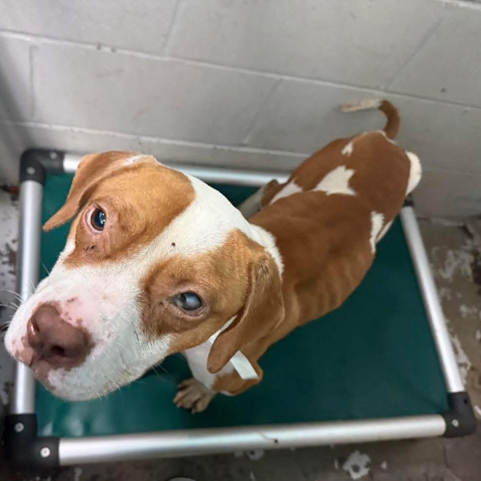 Enlarge Carl 5199, a Adoptable Mixed Breed in Hamilton, GA image 6/6