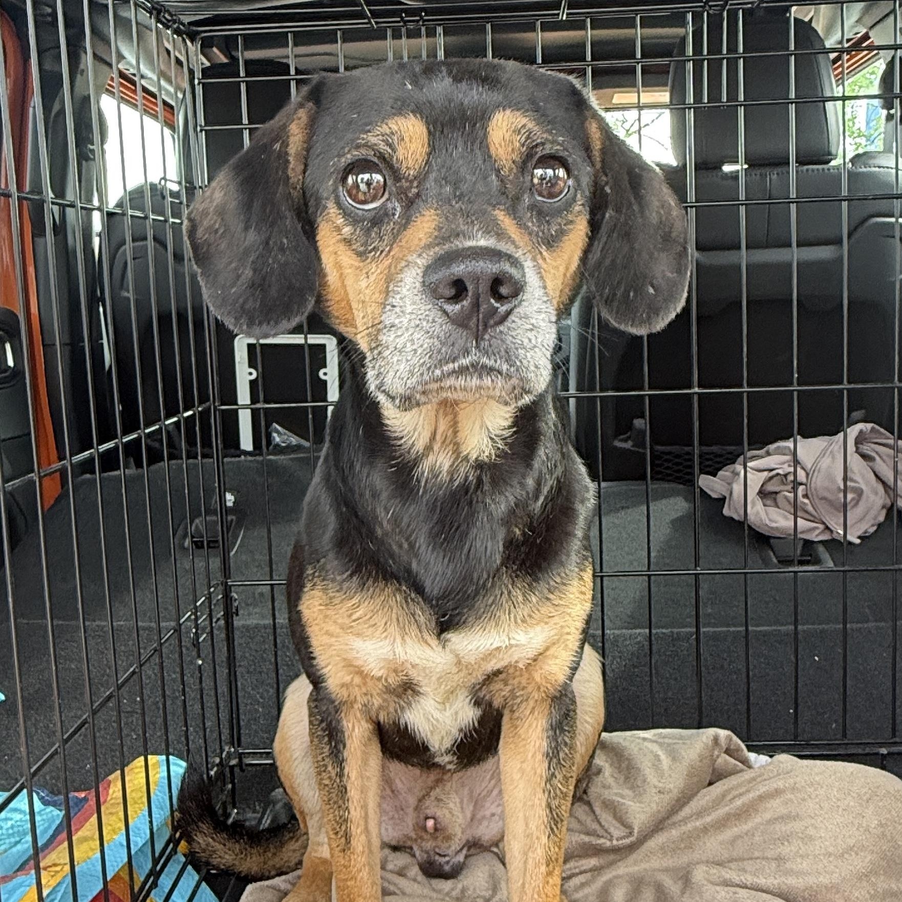 Enlarge Mitchell , a ADOPTABLE mixed breed in Washington, PA image 4/4