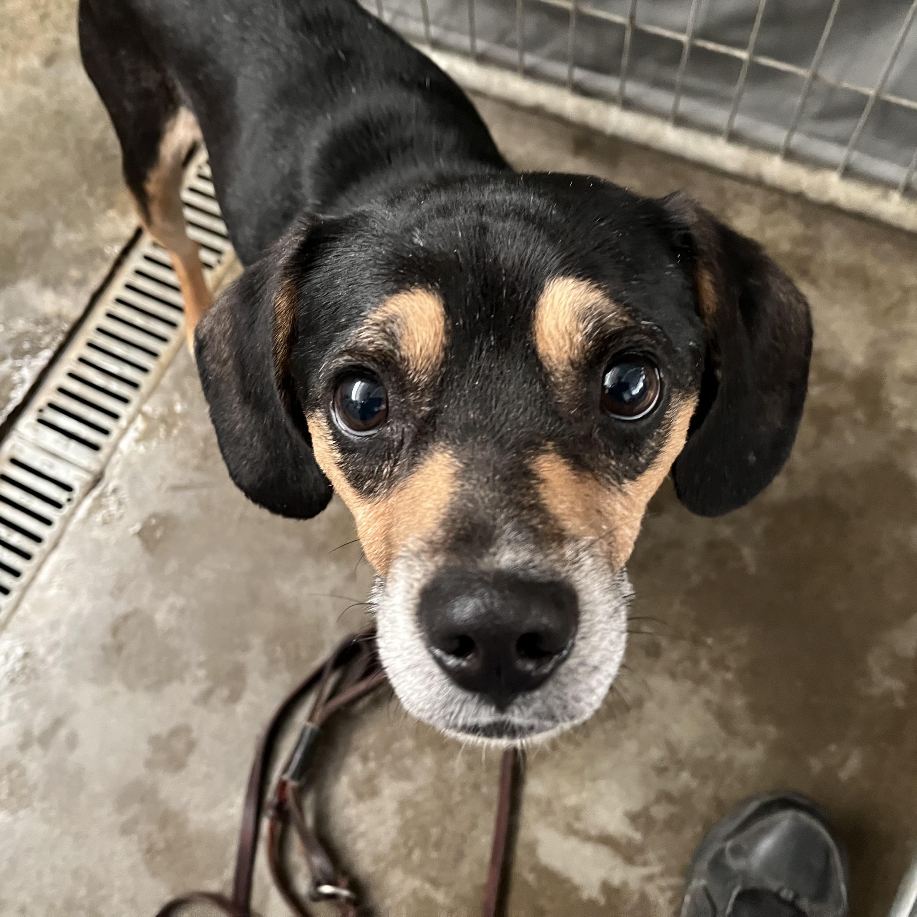 Enlarge Mitchell , a ADOPTABLE mixed breed in Washington, PA image 2/4