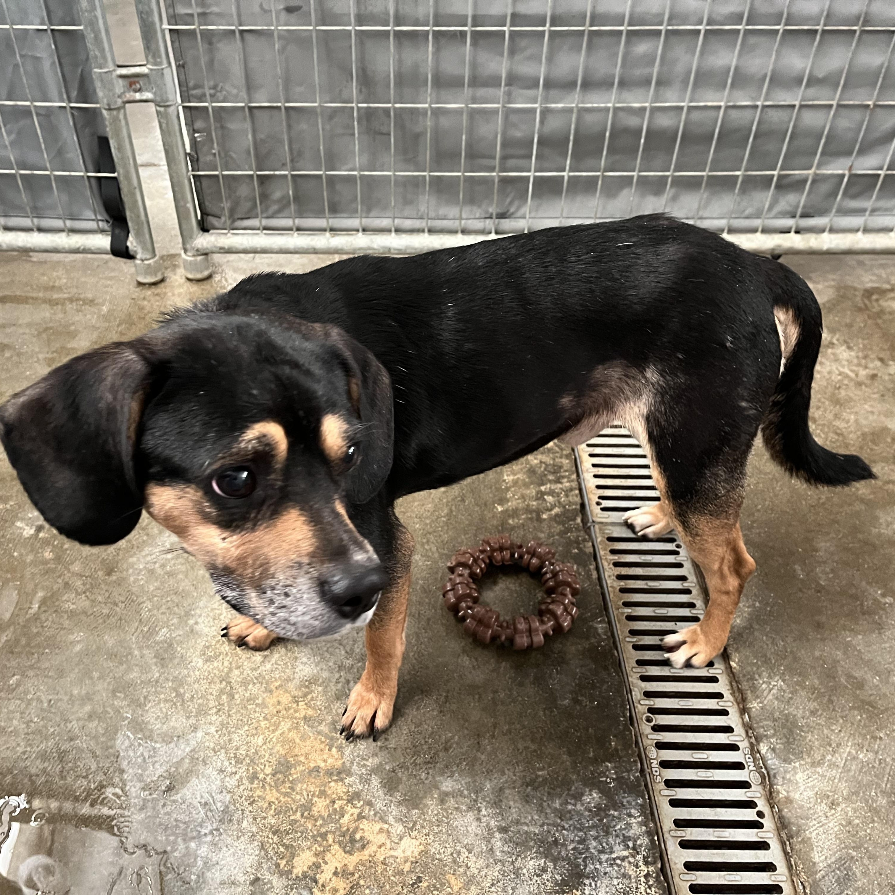 Enlarge Mitchell , a ADOPTABLE mixed breed in Washington, PA image 3/4