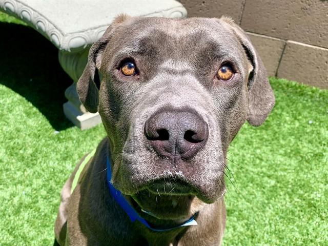 Enlarge KIEFER, a Adoptable mixed breed in Moreno Valley, CA image 1/1