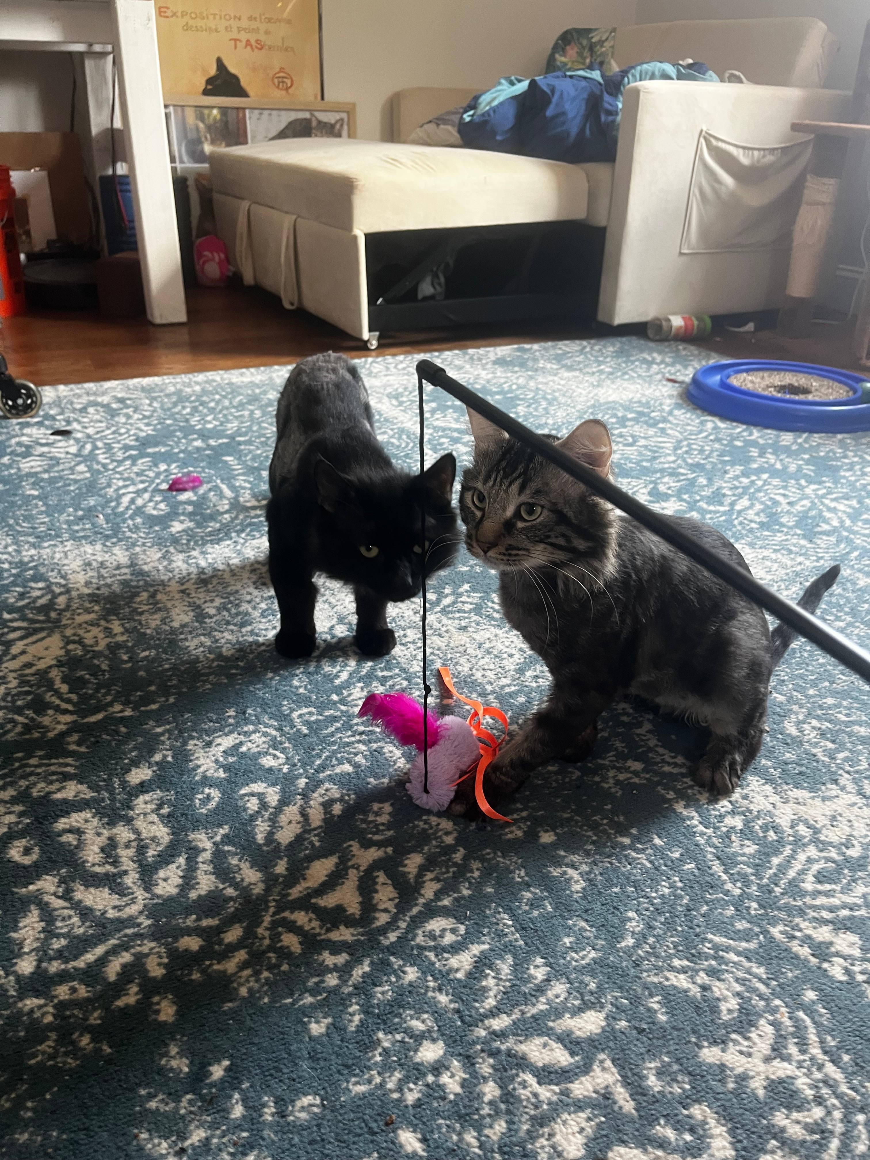 Enlarge Atlas and Titan, a ADOPTABLE Domestic Medium Hair in Melrose, MA image 2/6