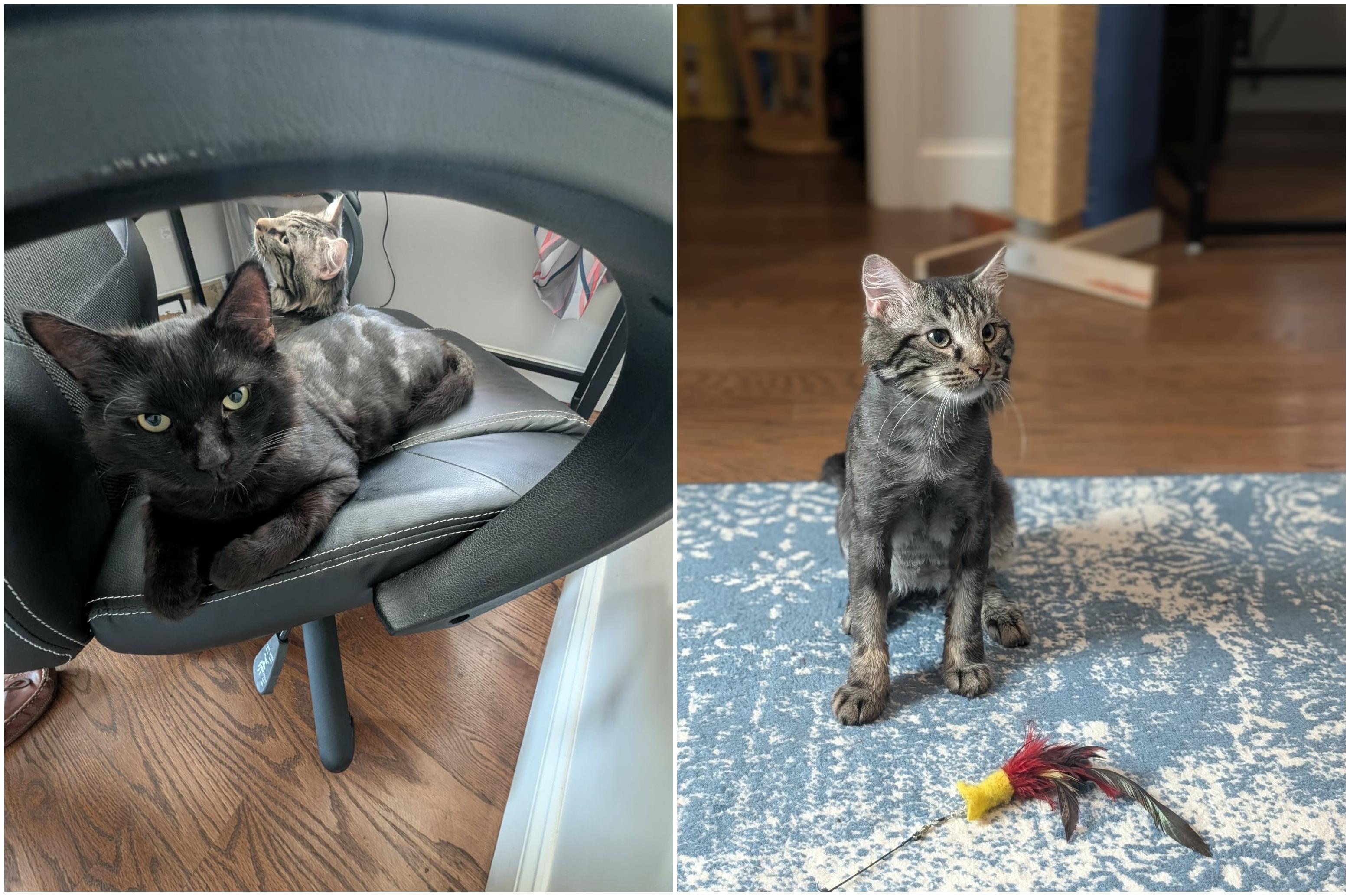 Enlarge Atlas and Titan, a ADOPTABLE Domestic Medium Hair in Melrose, MA image 3/6
